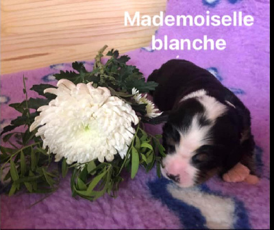 Mademoiselle blanche