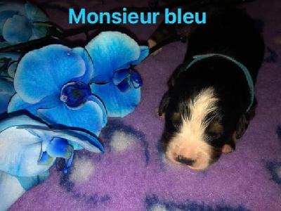 Monsieur bleu
