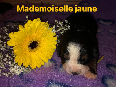 Mademoiselle jaune