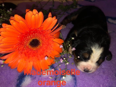 Mademoiselle orange